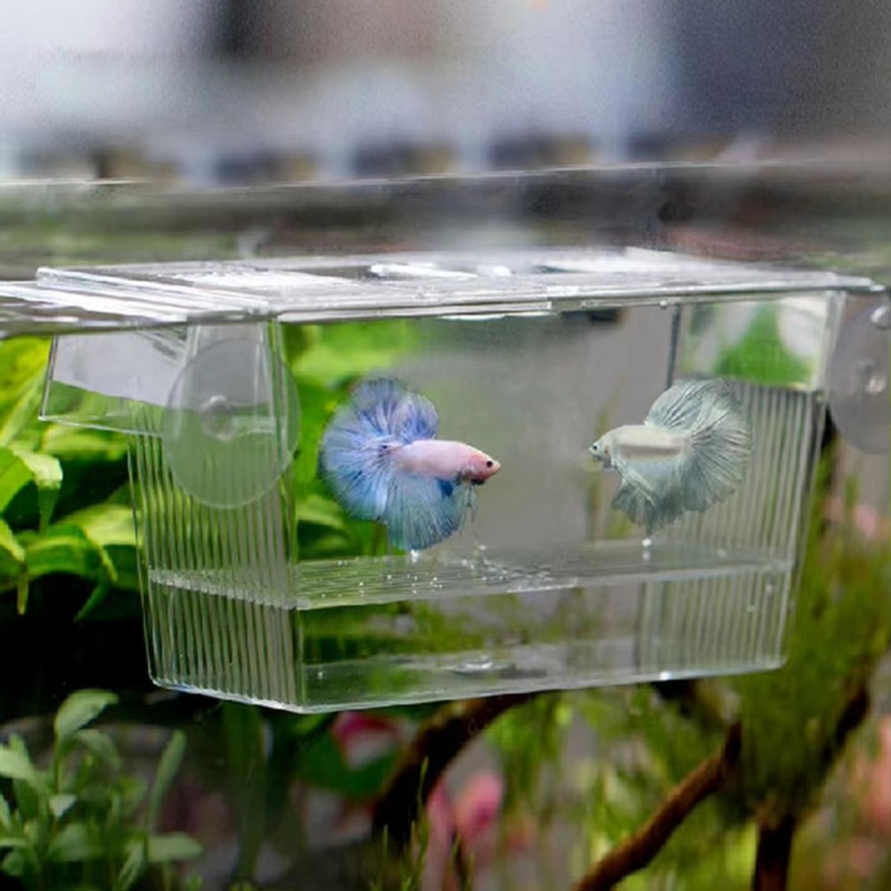 Creative Acrylic Fish Tank Bre - Aquarium Fish Reproduction ulasan dan harga